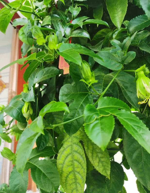 家里種百香果